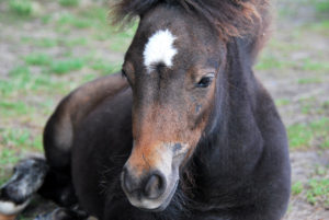 pony2