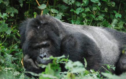 Gorillatrekking i Bwindi