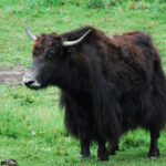 buffallo1