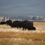 usa-bison