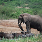 afrika-elefant3