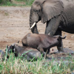 Uganda-elefant og vandbøfler