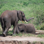 Uganda-elefant