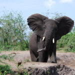 Uganda-elefant9