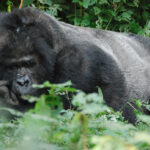 Gorilla i Bwindi, Uganda