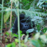 afrika-gorilla8