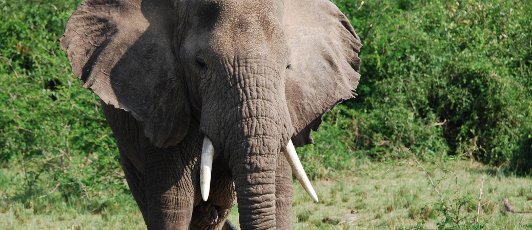elefant-uganda-travelhearthome